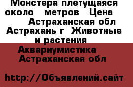 Монстера плетущаяся около 5 метров › Цена ­ 2 500 - Астраханская обл., Астрахань г. Животные и растения » Аквариумистика   . Астраханская обл.